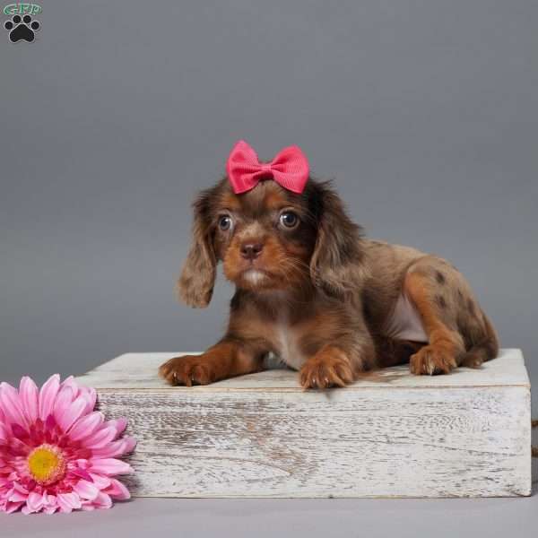 Ellie, Cavalier King Charles Spaniel Puppy